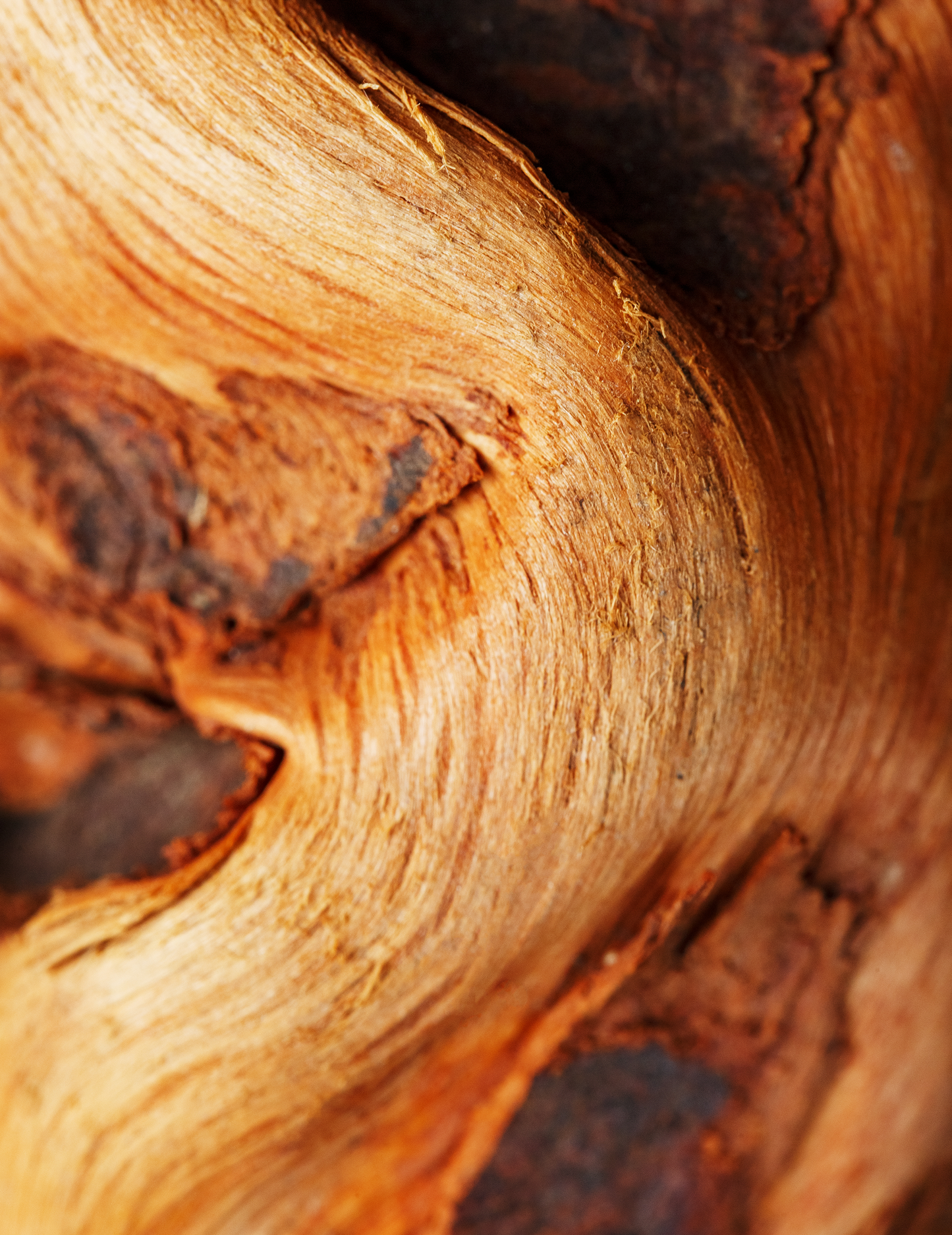 Darkwood Dusk Castile Shower Gel